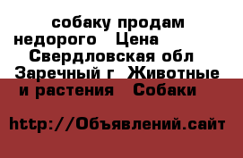  собаку продам недорого › Цена ­ 1 500 - Свердловская обл., Заречный г. Животные и растения » Собаки   